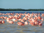 yucatanflamingosok